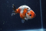 Juvenile Ranchu  Calico 3.5 Inch (ID#1224R9b-50) Free2Day SHIPPING