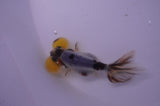 Bubble Eye  Calico 4 Inch (ID#228Be12c-98) Free2Day SHIPPING