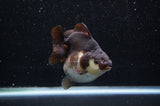 Ryukin  Tricolor 3.5 Inch (ID#404Ry1a-107) Free2Day SHIPPING