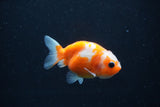 Baby Ranchu  Sakura 3 Inch (ID#1227R9c-25) Free2Day SHIPPING