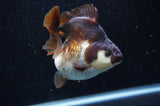 Ryukin  Tricolor 3.5 Inch (ID#404Ry1a-107) Free2Day SHIPPING