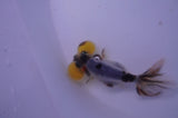Bubble Eye  Calico 4 Inch (ID#228Be12c-98) Free2Day SHIPPING