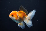 Juvenile Thai Oranda  Tricolor 4 Inch (ID#1112To13b-85) Free2Day SHIPPING