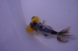 Bubble Eye  Calico 4 Inch (ID#228Be12c-98) Free2Day SHIPPING