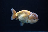 Ranchu  Lavender 4 Inch (ID#221R8c-56) Free2Day SHIPPING