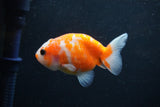 Baby Ranchu  Sakura 3 Inch (ID#1227R9c-25) Free2Day SHIPPING