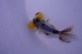 Bubble Eye  Calico 4 Inch (ID#228Be12c-98) Free2Day SHIPPING