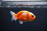 Baby Ranchu  Sakura 3 Inch (ID#1227R9c-25) Free2Day SHIPPING