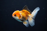 Juvenile Thai Oranda  Tricolor 4 Inch (ID#1112To13b-85) Free2Day SHIPPING