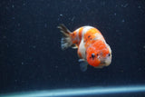 Juvenile Ranchu  Calico 3.5 Inch (ID#1224R9b-51) Free2Day SHIPPING