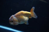 Ranchu  Lavender 4 Inch (ID#221R8c-56) Free2Day SHIPPING