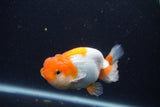 Juvenile Lionchu  Red White 3 Inch (ID#1231R11b-8) Free2Day SHIPPING