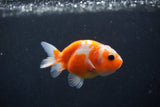 Baby Ranchu  Sakura 3 Inch (ID#1227R9c-25) Free2Day SHIPPING