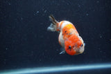 Juvenile Ranchu  Calico 3.5 Inch (ID#1224R9b-51) Free2Day SHIPPING