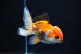 Juvenile Thai Oranda  Tricolor 4 Inch (ID#1112To13b-85) Free2Day SHIPPING