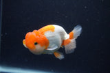 Juvenile Lionchu  Red White 3 Inch (ID#1231R11b-8) Free2Day SHIPPING