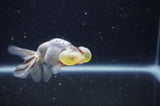Bubble Eye  Calico 3.5 Inch (ID#228Be12c-99) Free2Day SHIPPING