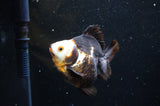 Ryukin  Tricolor 3.5 Inch (ID#404Ry1a-108) Free2Day SHIPPING