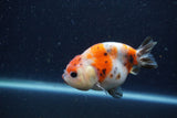 Juvenile Ranchu  Calico 3.5 Inch (ID#1224R9b-51) Free2Day SHIPPING