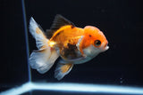 Juvenile Thai Oranda  Tricolor 4 Inch (ID#1112To13b-85) Free2Day SHIPPING