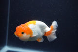 Juvenile Lionchu  Red White 3 Inch (ID#1231R11b-8) Free2Day SHIPPING