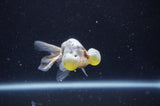 Bubble Eye  Calico 3.5 Inch (ID#228Be12c-99) Free2Day SHIPPING
