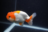 Juvenile Lionchu  Red White 3 Inch (ID#1231R11b-8) Free2Day SHIPPING