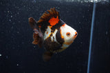 Ryukin  Tricolor 3.5 Inch (ID#404Ry1a-108) Free2Day SHIPPING