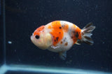 Juvenile Ranchu  Calico 3.5 Inch (ID#1224R9b-51) Free2Day SHIPPING