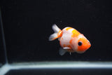 Baby Ranchu  Sakura 3 Inch (ID#1227R9c-26) Free2Day SHIPPING