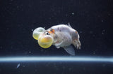 Bubble Eye  Calico 3.5 Inch (ID#228Be12c-99) Free2Day SHIPPING
