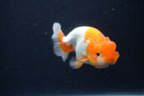 Juvenile Lionchu  Red White 3 Inch (ID#1231R11b-8) Free2Day SHIPPING