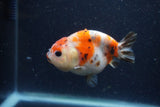 Juvenile Ranchu  Calico 3.5 Inch (ID#1224R9b-51) Free2Day SHIPPING