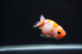 Baby Ranchu  Sakura 3 Inch (ID#1227R9c-26) Free2Day SHIPPING