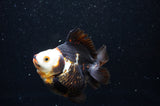 Ryukin  Tricolor 3.5 Inch (ID#404Ry1a-108) Free2Day SHIPPING