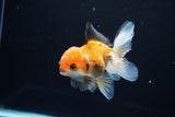 Juvenile Thai Oranda  Tricolor 4 Inch (ID#1112To13b-85) Free2Day SHIPPING