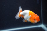 Juvenile Lionchu  Red White 3 Inch (ID#1231R11b-8) Free2Day SHIPPING