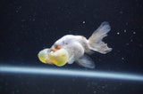 Bubble Eye  Calico 3.5 Inch (ID#228Be12c-99) Free2Day SHIPPING