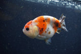 Juvenile Ranchu  Calico 3.5 Inch (ID#1224R9b-51) Free2Day SHIPPING