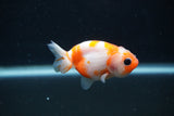 Baby Ranchu  Sakura 3 Inch (ID#1227R9c-26) Free2Day SHIPPING