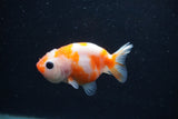 Baby Ranchu  Sakura 3 Inch (ID#1227R9c-26) Free2Day SHIPPING