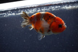 Juvenile Ranchu  Calico 3.5 Inch (ID#1224R9b-51) Free2Day SHIPPING