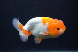 Juvenile Lionchu  Red White 3 Inch (ID#1231R11b-8) Free2Day SHIPPING