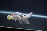 Bubble Eye  Calico 3.5 Inch (ID#228Be12c-99) Free2Day SHIPPING