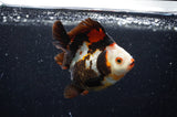 Ryukin  Tricolor 3.5 Inch (ID#404Ry1a-108) Free2Day SHIPPING