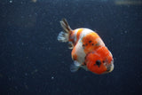 Juvenile Ranchu  Calico 3.5 Inch (ID#1224R9b-51) Free2Day SHIPPING