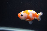 Baby Ranchu  Sakura 3 Inch (ID#1227R9c-26) Free2Day SHIPPING