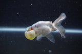 Bubble Eye  Calico 3.5 Inch (ID#228Be12c-99) Free2Day SHIPPING