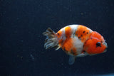 Juvenile Ranchu  Calico 3.5 Inch (ID#1224R9b-51) Free2Day SHIPPING