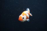 Baby Ranchu  Sakura 3 Inch (ID#1227R9c-26) Free2Day SHIPPING